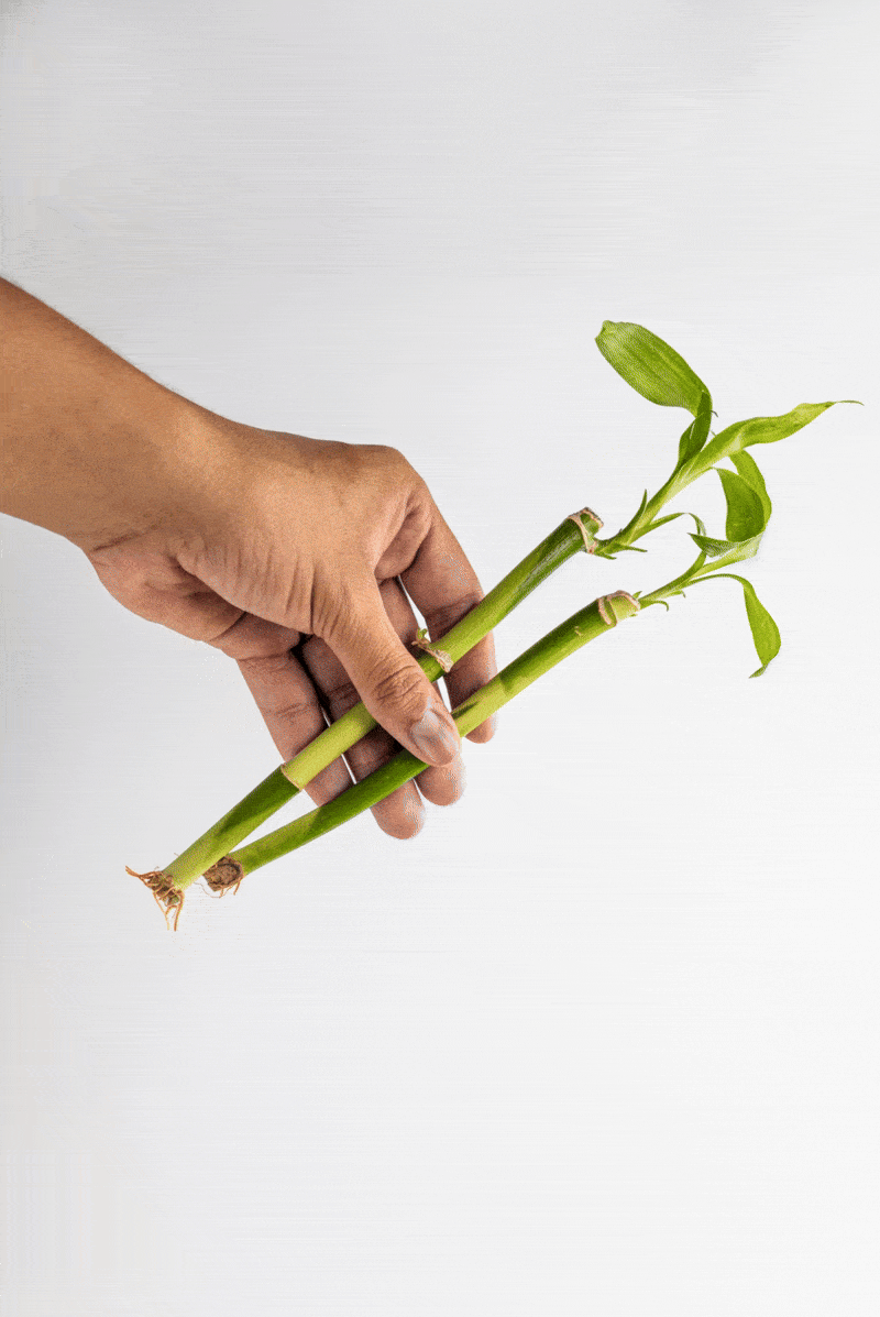 Bambou – fibres naturelles